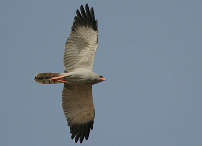 Dark Chanting Goshawk  (Melierax metabates) in flight