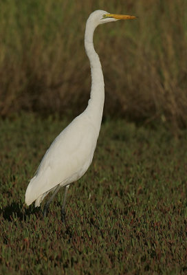 Great White Egret (Ardea alba)