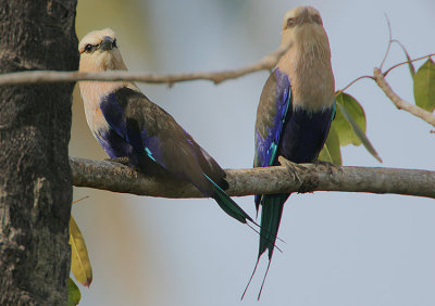 Blue-bellied Roller (Coracias cyanogaster) pair