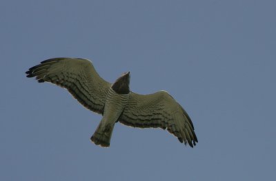 g1/92/811692/3/106304228.S95qWRXx.jpg