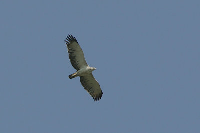 Martial Eagle (Polemaetus bellicosus) Immature