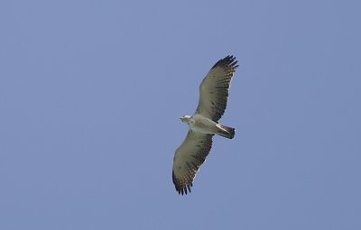 Martial Eagle (Polemaetus bellicosus) Immature