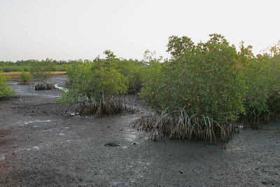 Young Red Mangrove Trees