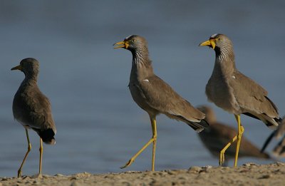 Wattled Plovers (Vanellus senegallus)
