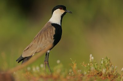 Spur-winged Plover (Vanellus spinosus)