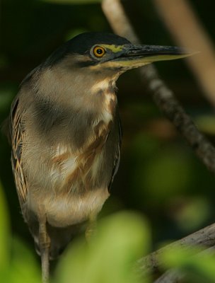 Striated Heron (Butorides striatus)