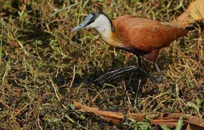 African Jacana (Actophilornis africanus)