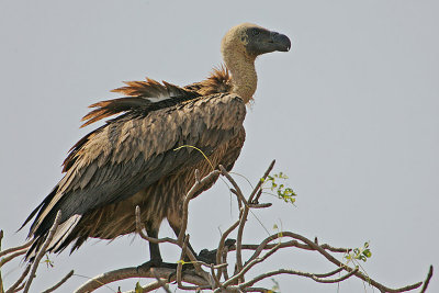 African White-backed Vulture (Gyps africanus)