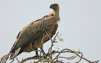 White-backed Vulture (Gyps africanus)