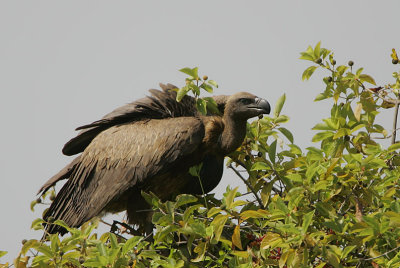 White-backed Vulture (Gyps africanus)