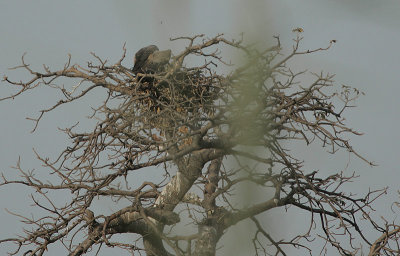 White-backed Vulture (Gyps africanus)