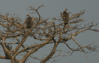Ruppells Griffon Vultures (Gyps rueppellii)