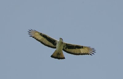 African Hawk Eagle (Hieraaetus spilogaster)