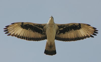 African Hawk Eagle (Hieraaetus spilogaster)