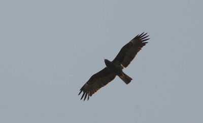 Wahlbergs Eagle (Aquila wahlbergi)