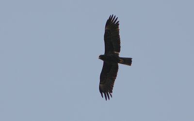 Wahlbergs Eagle (Aquila wahlbergi) dark phase