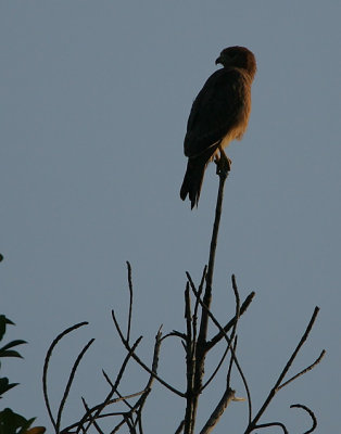 Yellow-billed Kite (Milvus aegyptius parasitus)