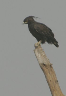 Long-crested Eagle (Lophaetus occipitalis)
