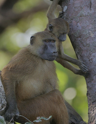Guinea Baboon female  with infant