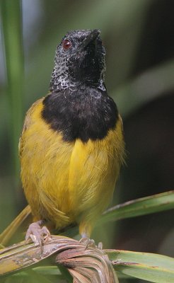 Oriole Warbler (Hypergerus atriceps)