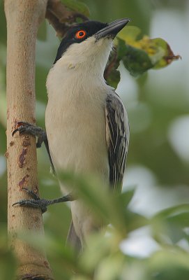 Northern Puffback ((Dryoscopus gambensis)