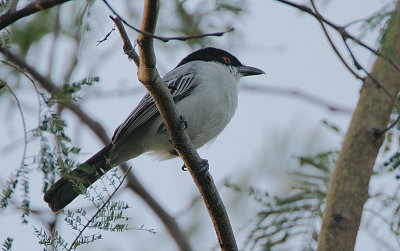 Northern Puffback (Dryoscopus gambensis)