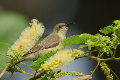 Beautiful Sunbird (Cinnyris pulchella) Female