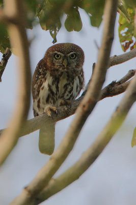 Pearl-spotted Owlet (Glaucidium perlatum)