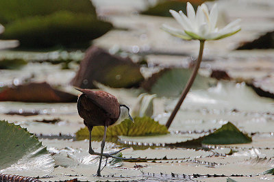 African Jacana (Actophilornis africanus) trotting on lillies