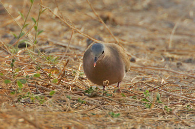 Blue-spotted (Red-billed) Wood Dove (Turtur afer)