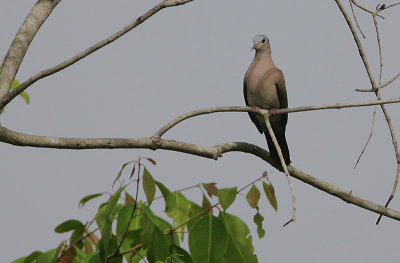 Blue-spotted (Red-billed) Wood Dove (Turtur afer)