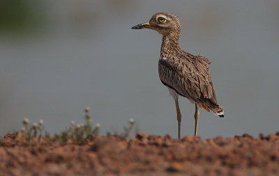 Senegal Thick-Knee (Burhinus senegalensis)