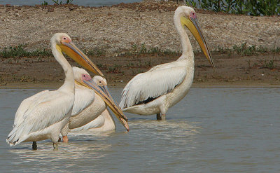 Great White Pelicans (Pelecanus onocrotalus)