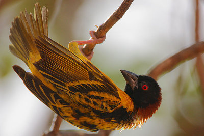 Village Weaver (Ploceus cucullatus) male displaying