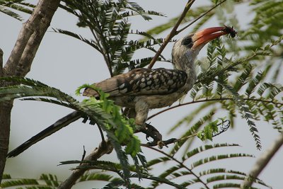 Red-billed Hornbill (Tockus erythrorhynchus)