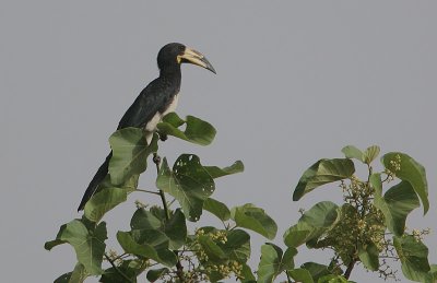 African Pied Hornbill (Tockus fasciatus)