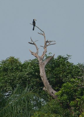 African Pied Hornbill (Tockus fasciatus) in habitat