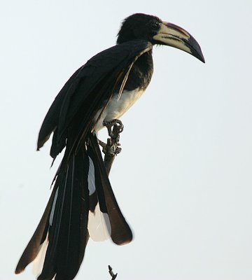 Pied Hornbill (Tockus fasciatus)