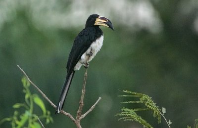 Pied Hornbill (Tockus fasciatus)