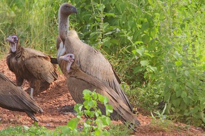 White-backed Vulture (Gyps africanus)