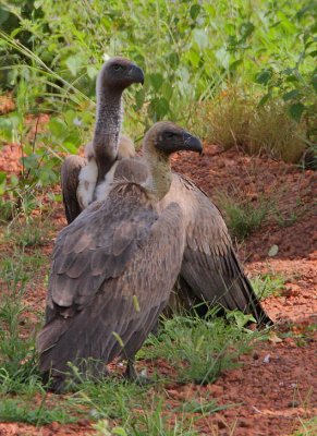 White-backed Vultures (Gyps africanus)