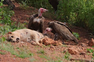 Hooded Vultures at a dog carcase