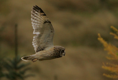 Short-eared Owl hunting