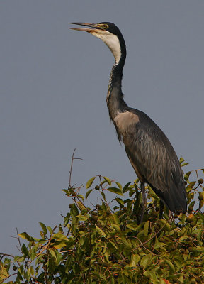 Black-headed Heron (Ardea melanocephala)