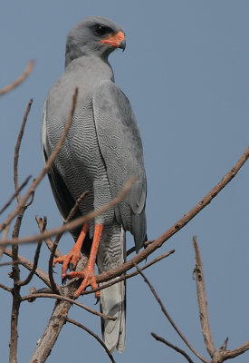 Dark Chanting Goshawk  (Melierax metabates)