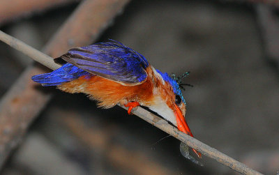 Malachite Kingfisher (Alcedo cristata)