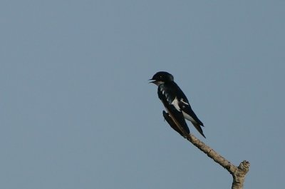 Pied-winged Swallow (Hirundo leucosoma)
