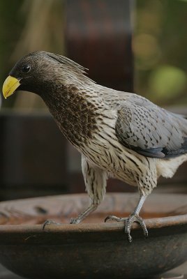 Western Grey Plantain-eater (Crinifer piscator)