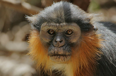 Western Red Colobus