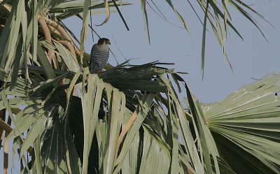 Red-necked Falcon (Falco chicquera)
